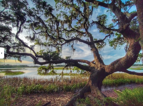 A large, moss-covered tree stands by a serene wetland, with water and tall grasses in the background under a blue sky.