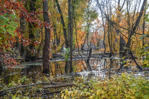A serene autumn landscape featuring colorful trees reflecting in a calm, still waterway surrounded by fallen branches.
