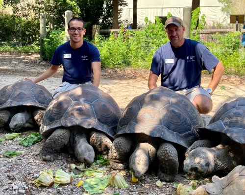 Two men in blue shirts sit beside four large tortoises eating lettuce in a natural setting.