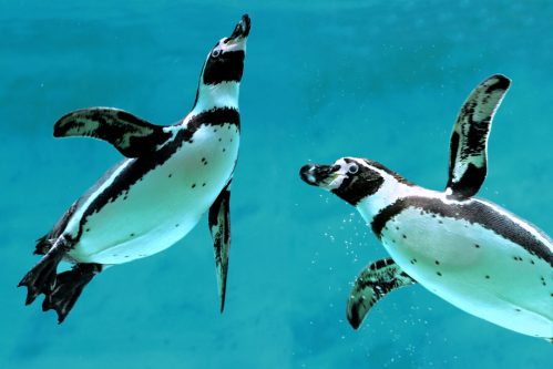 Two penguins swimming gracefully underwater against a blue background. Bubbles surround them as they glide.