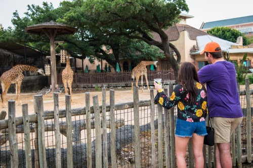 A couple watches giraffes at a zoo, leaning against a wooden fence, with trees and buildings in the background.