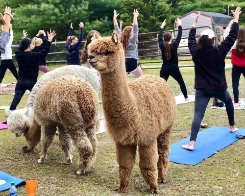 A group of people practicing yoga outdoors with alpacas nearby, creating a fun and unique atmosphere.