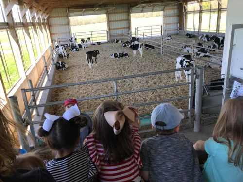 Children watch calves in a barn, with many calves resting on straw and a sunny field visible outside.