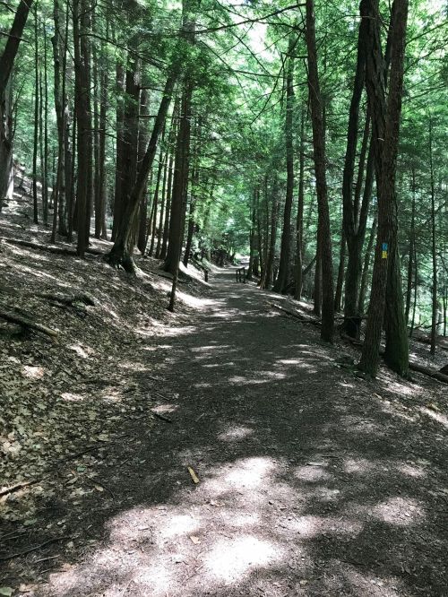 A serene forest path lined with tall trees, dappled sunlight filtering through the leaves onto the ground.