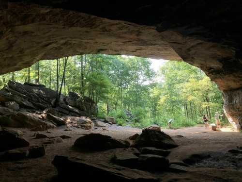 View from inside a cave, showing a forested area with trees and rocks under bright sunlight.