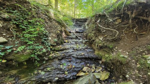 A serene forest scene featuring a small, flowing stream cascading over rocky terrain surrounded by lush greenery.