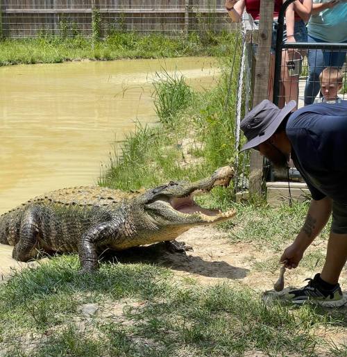 A person interacts with a large crocodile near a water enclosure, with onlookers observing from behind a fence.