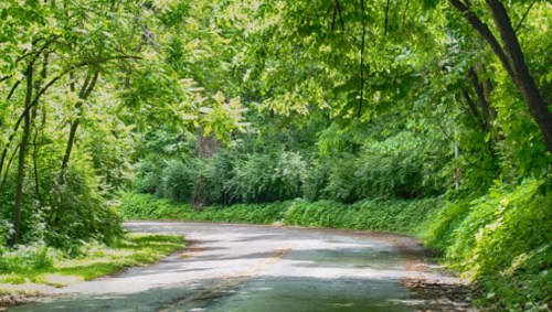 A winding road surrounded by lush green trees and foliage, creating a serene, natural atmosphere.