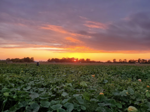 A vibrant sunset over a field of green plants, with silhouettes of trees in the background.