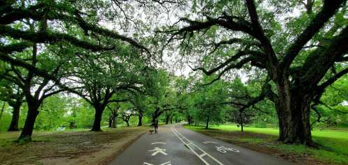 A tree-lined road with bike lanes, surrounded by lush greenery and a person walking a dog.