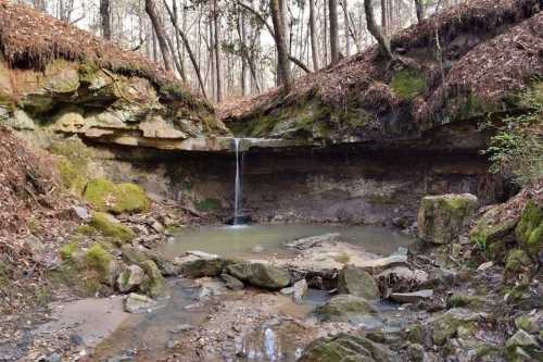 A serene forest scene featuring a small waterfall cascading into a rocky pool, surrounded by moss-covered earth and trees.