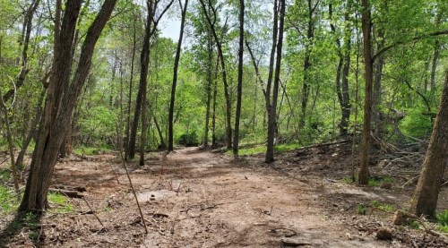 A dirt path winding through a lush green forest with tall trees and scattered underbrush.