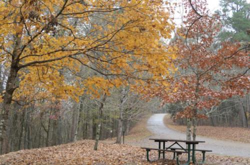 A serene park scene with a picnic table surrounded by autumn trees and a winding path covered in fallen leaves.