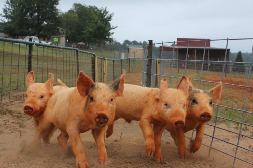 Four piglets running playfully in a fenced area, with a blurred background of trees and buildings.