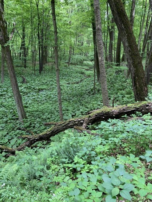Lush green forest with tall trees and a carpet of ferns and underbrush covering the ground.