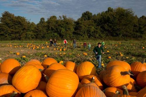 A pumpkin patch with large pumpkins in the foreground and people walking among the rows in the background.
