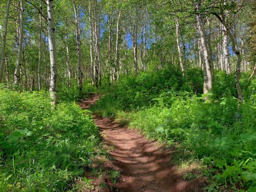 A winding dirt path through a lush green forest with tall trees and bright blue sky peeking through the leaves.