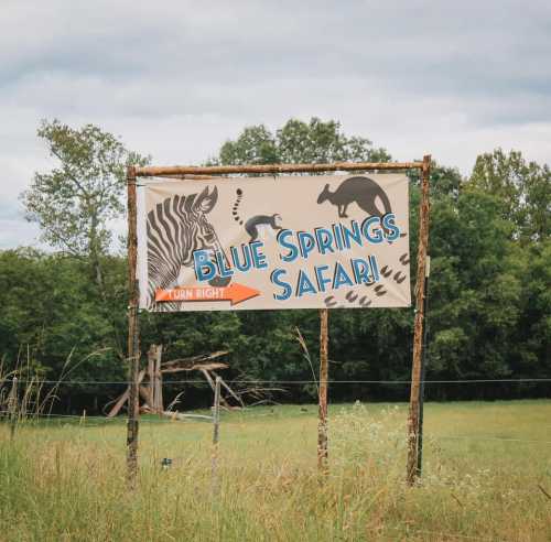 Sign for Blue Springs Safari featuring a zebra, kangaroo, and directional arrow to turn right. Green trees in the background.