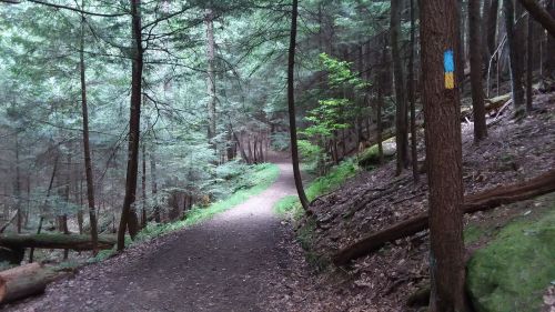 A winding dirt path through a dense forest, surrounded by tall trees and greenery.