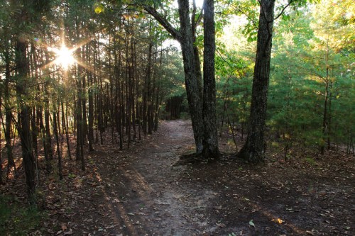 A sunbeam shines through trees along a winding dirt path in a serene forest setting.