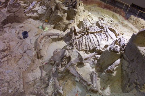Fossilized dinosaur skeleton partially excavated from rocky terrain, showcasing bones and surrounding geological features.