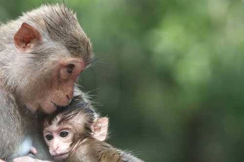 A close-up of a mother monkey gently embracing her baby, set against a blurred green background.