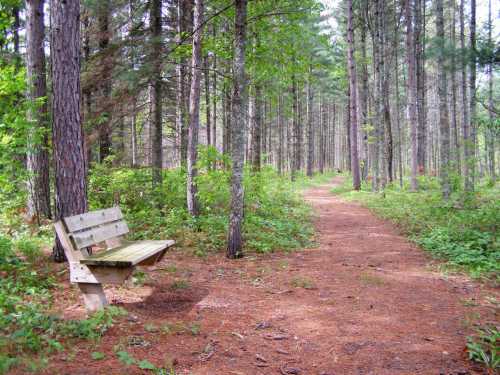 A wooden bench beside a dirt path winding through a lush, green forest of tall trees.