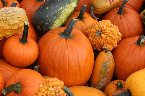 A variety of pumpkins and gourds in different shapes and sizes, featuring vibrant orange and green colors.