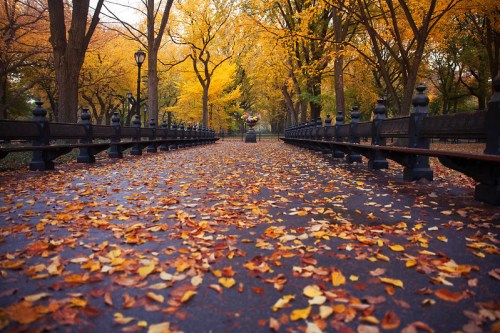 A serene park pathway lined with benches, covered in colorful autumn leaves and surrounded by vibrant trees.