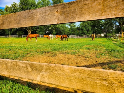 Horses grazing in a green pasture, framed by a wooden fence and surrounded by trees.