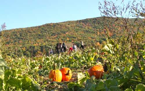 A pumpkin patch with ripe pumpkins in the foreground and people picking pumpkins against a colorful autumn landscape.