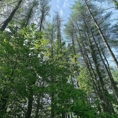 A lush forest with tall trees reaching towards a clear blue sky, surrounded by vibrant green foliage.
