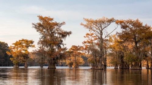 Cypress trees with autumn foliage reflected in calm water under a soft sky.