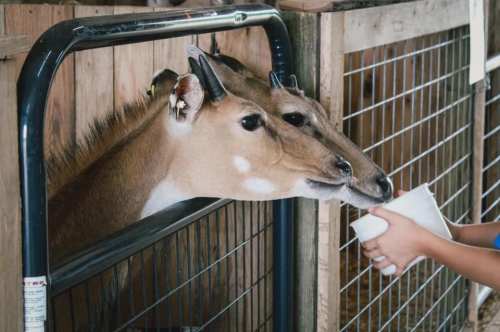A person feeds a pair of goats through a fence at a farm, with one goat eagerly reaching for the food.