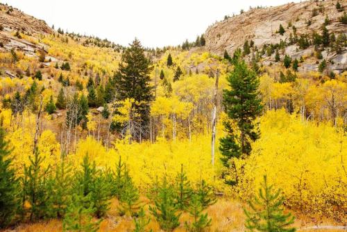 A vibrant landscape of golden autumn trees amidst green pines and rocky hills under a cloudy sky.