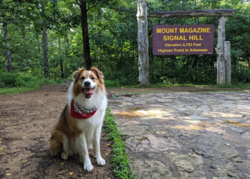 A dog wearing a bandana sits near a sign for Mount Magazine Signal Hill in a wooded area.