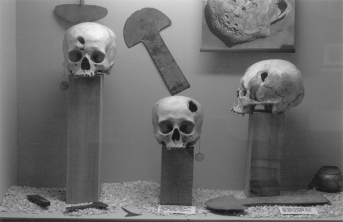 Three human skulls displayed in a museum case, with tools and artifacts in the background. Black and white image.