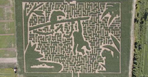 Aerial view of a corn maze featuring intricate paths and designs, including animals and a hanging figure.