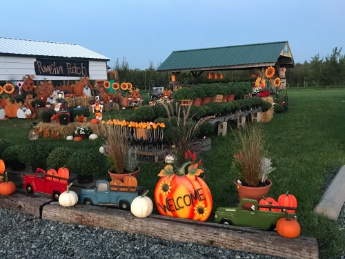 A vibrant pumpkin patch with colorful decorations, pumpkins, and welcome signs, set against a clear evening sky.