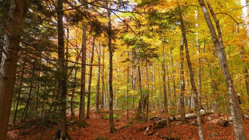 A vibrant forest in autumn, with trees displaying bright yellow and orange leaves and a carpet of fallen leaves on the ground.