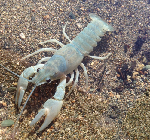 A light blue crayfish on a sandy riverbed, partially submerged in clear water.