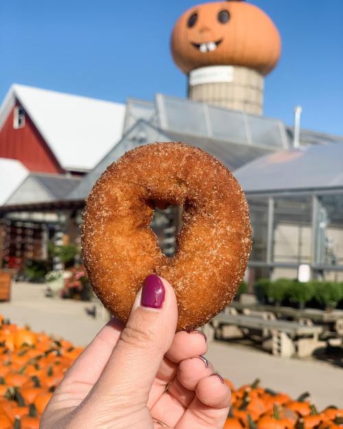 A hand holds a cinnamon sugar donut in front of a pumpkin-themed water tower and a pumpkin patch.
