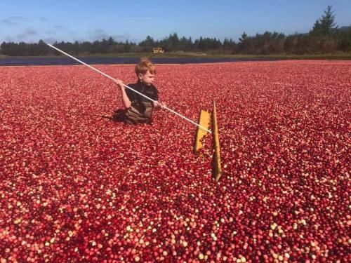 A child wades through a sea of cranberries, using a rake to gather them in a sunny, outdoor setting.