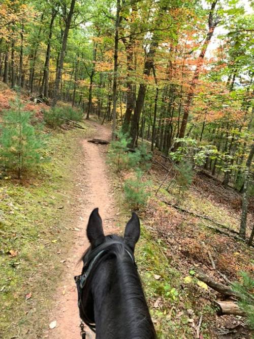 View from horseback on a forest trail, surrounded by trees with autumn foliage.