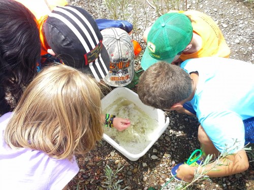 A group of children gathered around a bucket, exploring its contents on a sunny day outdoors.