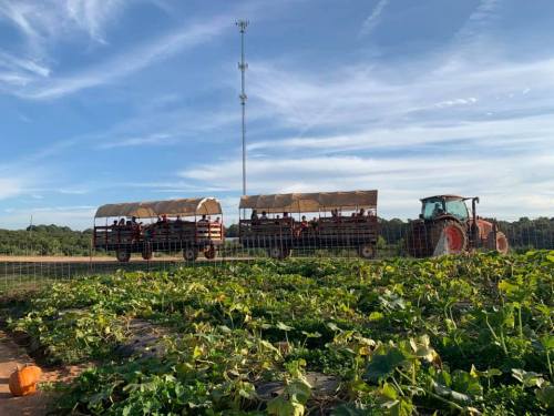 Two hayride trailers filled with people, parked near a tractor in a pumpkin patch under a clear blue sky.