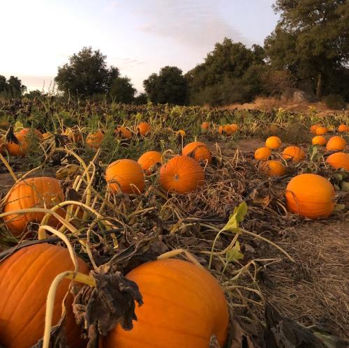 A pumpkin patch at sunset, with vibrant orange pumpkins scattered among green vines and foliage.