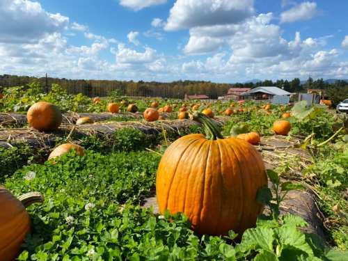 A vibrant pumpkin patch with large pumpkins surrounded by green vines under a blue sky with fluffy clouds.