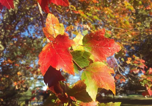 Vibrant autumn leaves in shades of red, orange, and green against a bright blue sky.