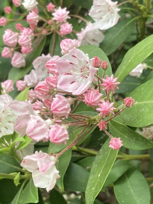 A cluster of pink and white flowers with green leaves, showcasing delicate petals and budding blooms.